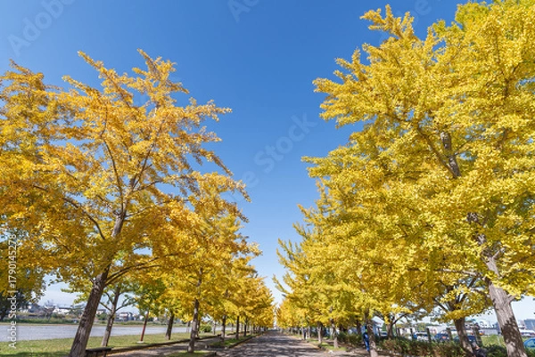 Obraz 快晴の日の加須はなさき公園のイチョウ並木