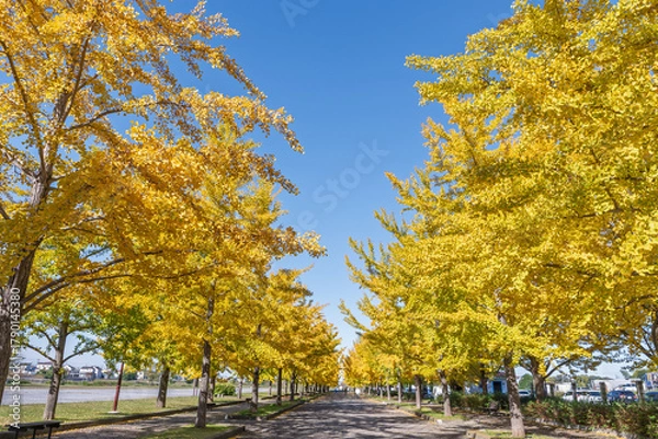Obraz 快晴の日の加須はなさき公園のイチョウ並木