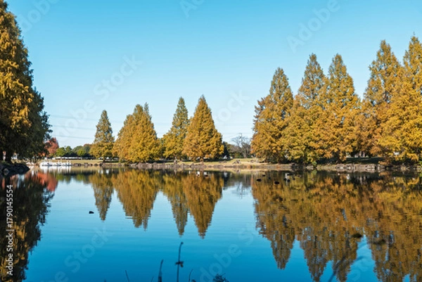 Obraz メタセコイヤ、木、リフレクション、反射、水面、紅葉、秋、風景、自然、池、黄葉、公園、青空、日本、晴れ、樹木、植物、湖面、水、林、空、快晴、埼玉、埼玉県、加須市、加須はなさき公園、鯉の池、映り込み