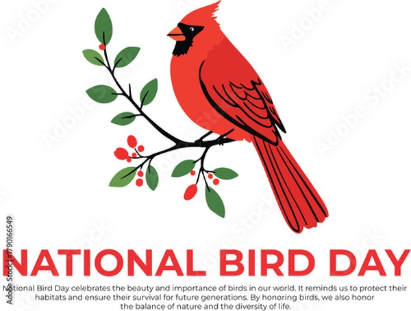 Fototapeta Vector Illustration of Red Cardinal Bird on Branch with Leaves and Berries for Nature and Wildlife Themes National Bird Day