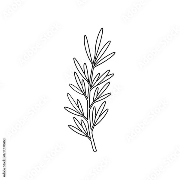 Fototapeta Botanical herb branch delicate leaf detail, drawn in naturalistic outline style as elegant minimal flora vector illustration