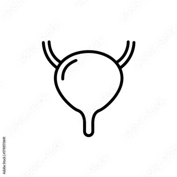 Fototapeta Human urinary bladder vector anatomy outline illustration for medical teaching, healthcare reference and educational diagrams