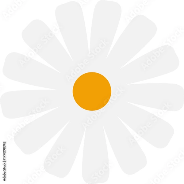 Obraz White daisy flower vector illustration