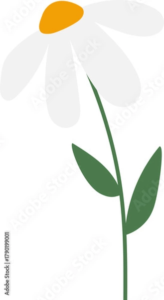 Obraz White Daisy Flower vector illustration