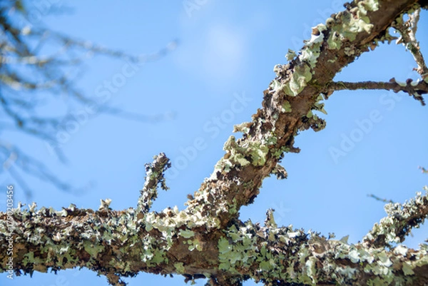 Obraz 苔むした桜の老木