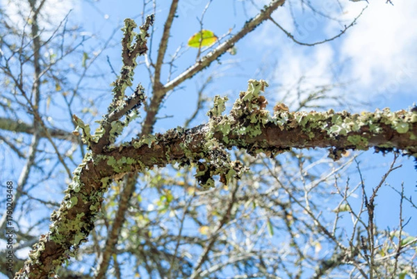 Obraz 苔むした桜の老木