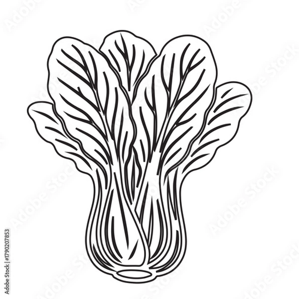 Obraz Cabbage Leaf Silhouette Vector Illustration Isolated on White Background
