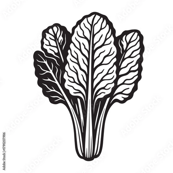 Obraz Cabbage Leaf Silhouette Vector Illustration Isolated on White Background