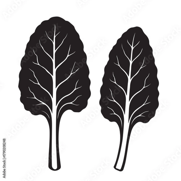 Obraz Cabbage Leaf Silhouette Vector Illustration Isolated on White Background