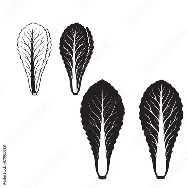 Obraz Cabbage Leaf Silhouette Vector Illustration Isolated on White Background