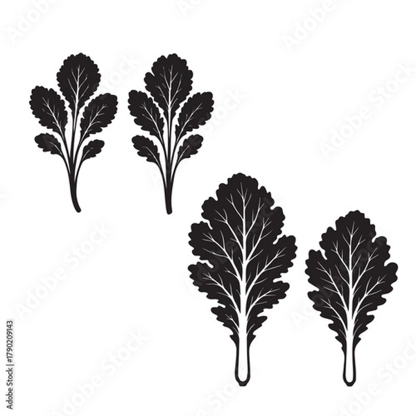 Obraz Cabbage Leaf Silhouette Vector Illustration Isolated on White Background