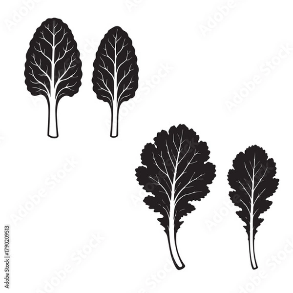 Obraz Cabbage Leaf Silhouette Vector Illustration Isolated on White Background