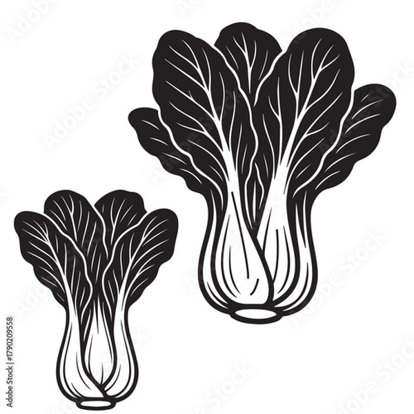 Obraz Chinese Cabbage Silhouette Vector Illustration Isolated on White Background