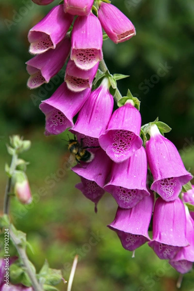 Obraz Foxgloves.