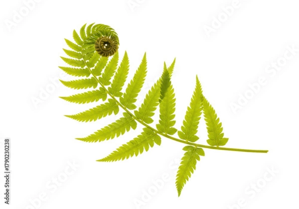 Obraz Isolated Unfurling Fern Frond Fresh Green Spring Growth, Fern Leaf Isolated, Botanical