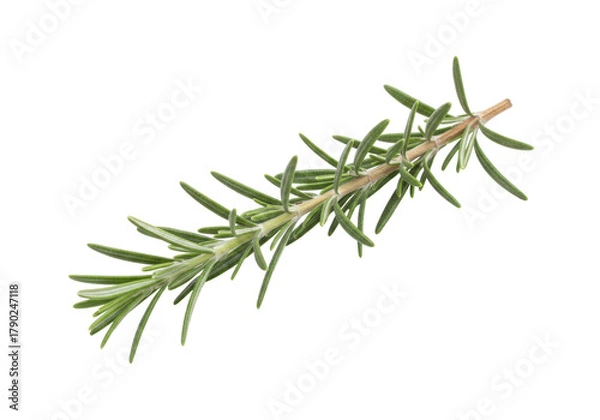 Obraz Isolated sprig of fresh rosemary, an aromatic herb used for culinary and medicinal purposes