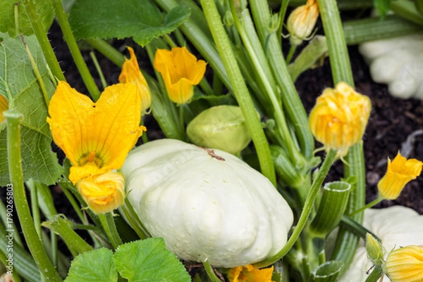 Obraz Patisson pumpkins with yellow flowers growing in a vegetable patch. 