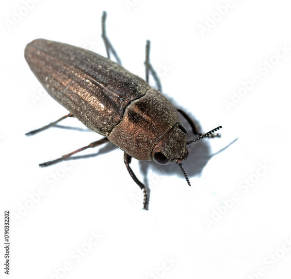 Fototapeta Metallic brown click beetle, Elateridae,  insect macro isolated on white background