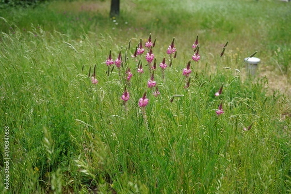 Fototapeta minimalist image of Sainfoin (Onobrychis viciifolia) plant