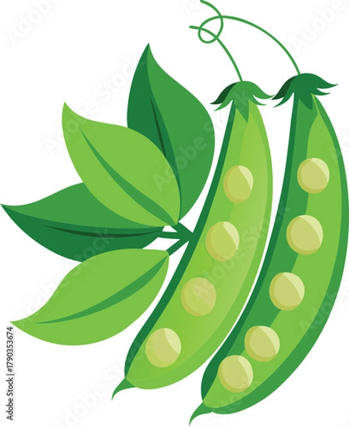 Fototapeta snow peas vector art
