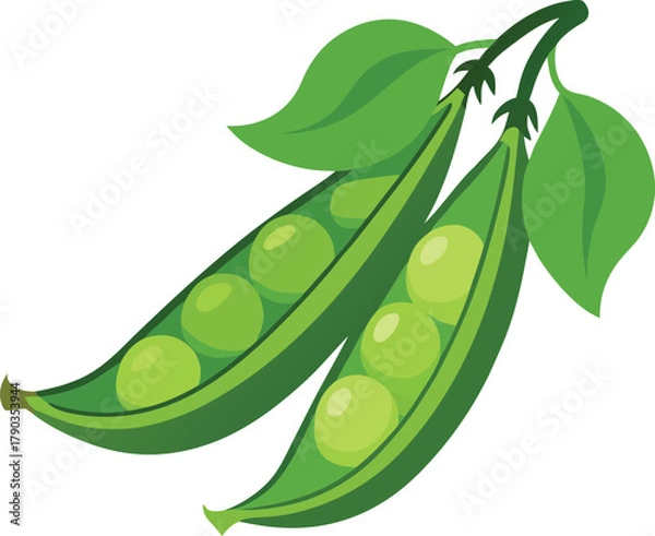 Fototapeta snow peas vector art