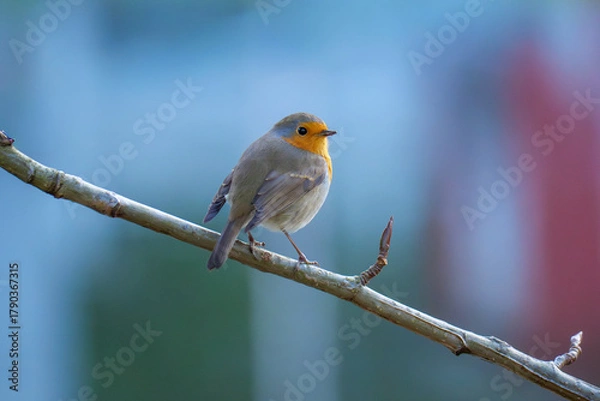Fototapeta A detailed close-up of a European robin (Erithacus rubecula) perched gracefully on a branch. The bird’s vivid orange breast and delicate feathers are illuminated by soft natural light, evoking warmth,