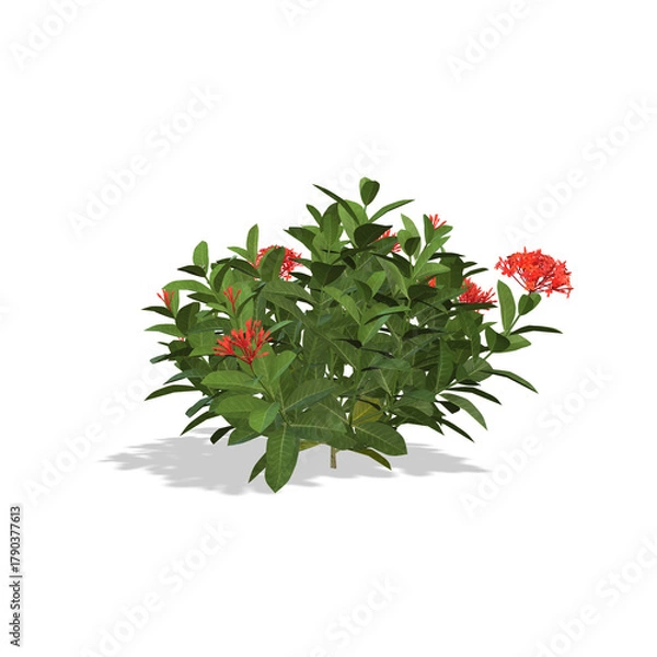 Obraz red Ixora plant