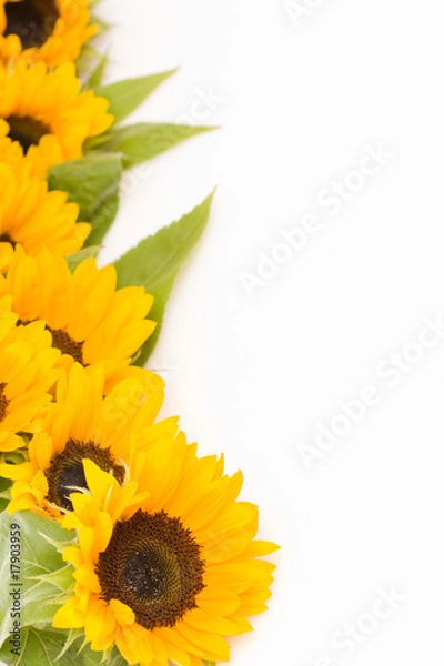 Obraz sunflowers