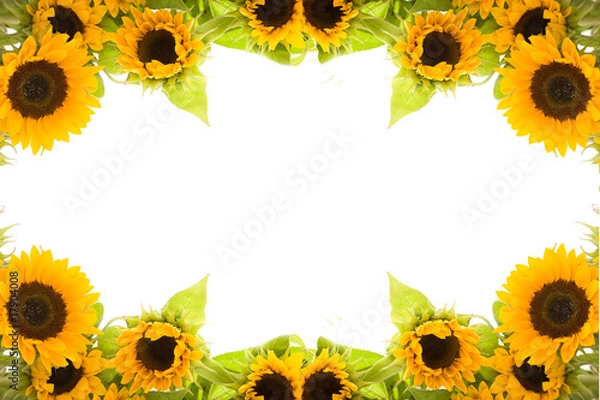 Obraz słoneczniki