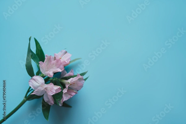 Fototapeta Букет цветов на голубом фоне