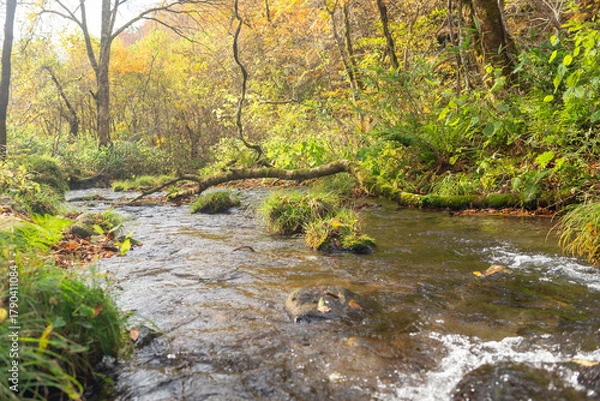 Fototapeta 秋と渓流の流れ