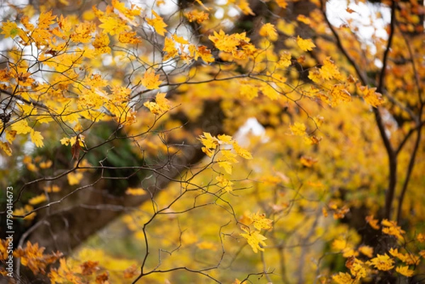 Fototapeta 紅葉した樹木