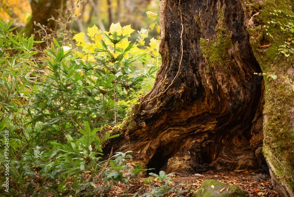 Fototapeta 木の根