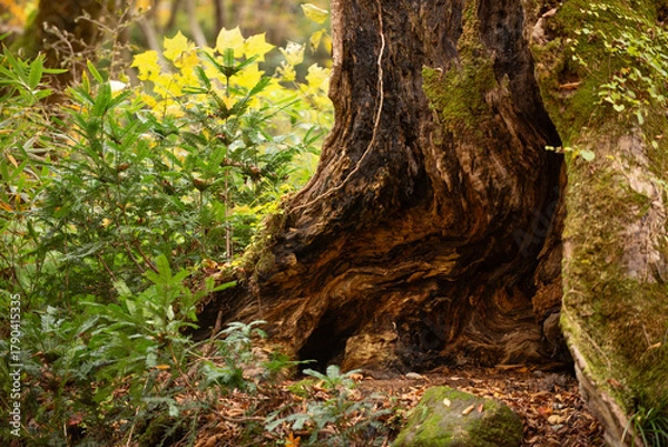 Fototapeta 木の根