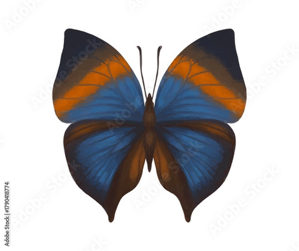 Fototapeta Watercolor butterfly Kallima Inachus with symmetrical open wings isolated on white background, detailed tropical insect, watercolor-style. Blue and orange watercolor butterfly