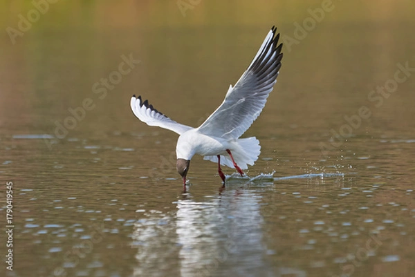 Obraz The seagull flying above the surface of water and catching small fish