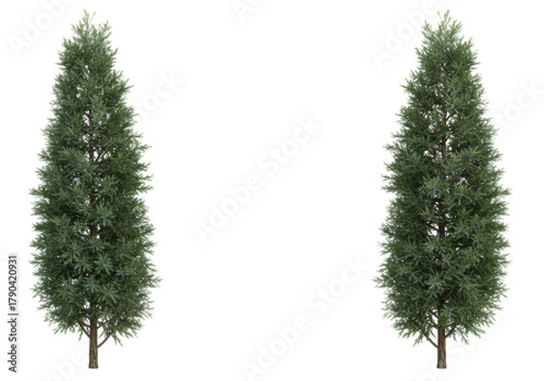 Fototapeta Isolated arborvitae trees, conifers, evergreen foliage, upright plants for landscaping design