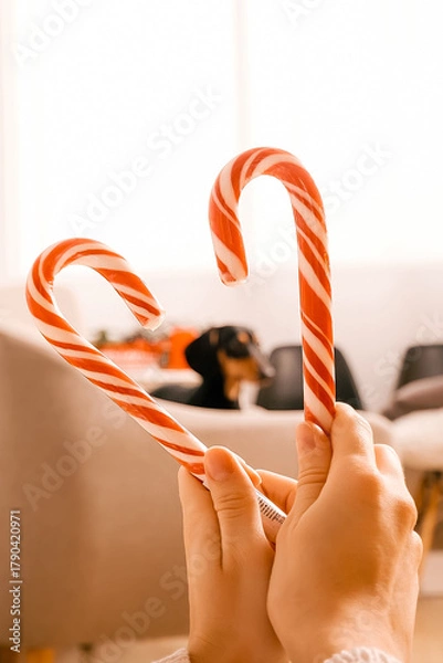 Fototapeta one beautiful curly-haired girl sits with a puppy near the Christmas tree, New Year's photo session with candy lollipop.