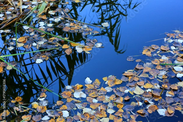 Obraz fallen leaves on water