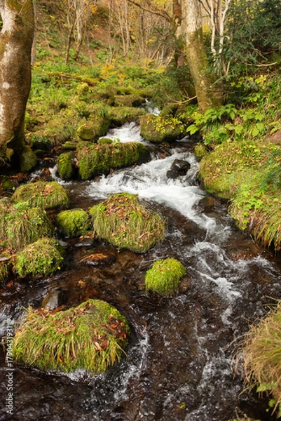 Fototapeta 秋の渓流の流れ