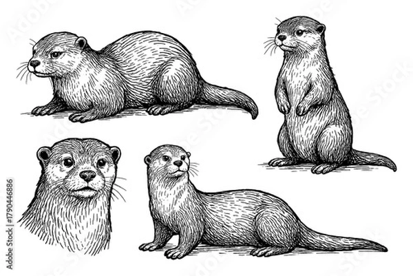 Obraz Otters in hand drawn sketch style, Transparent Background