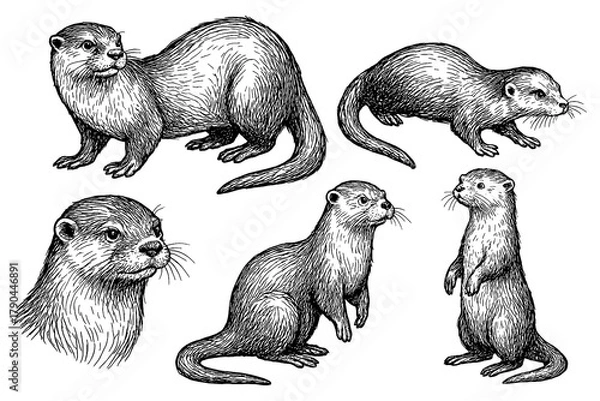 Obraz Otters in hand drawn sketch style, Transparent Background