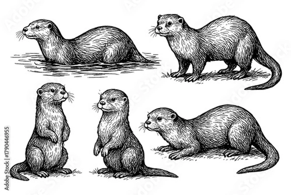 Obraz Otters in hand drawn sketch style, Transparent Background