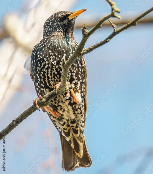 Obraz Star im Sonnenschein