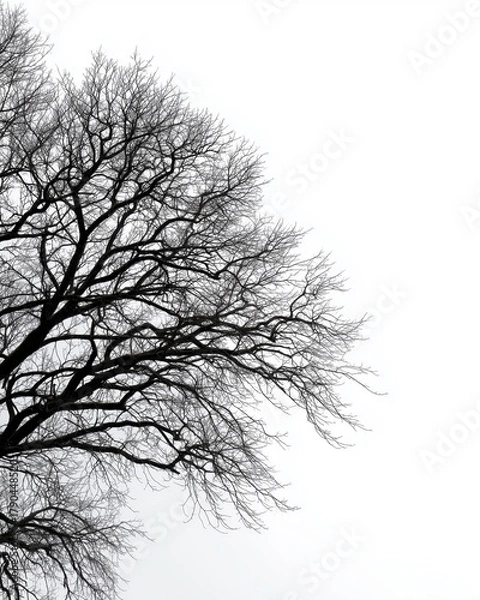 Fototapeta Minimal Monochrome Photograph of Bare Tree Branches on White Background