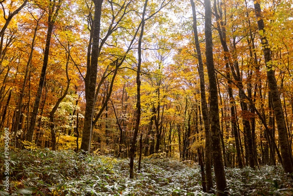 Fototapeta 紅葉したブナの森