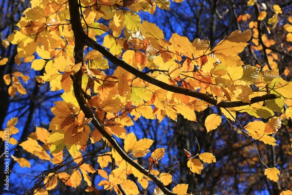 Obraz bright autumn twig