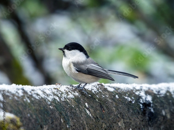 Fototapeta Willow tit is perching on a tree branch