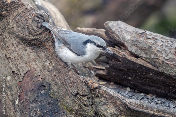 Obraz Nuthatch perched on a tree branch
