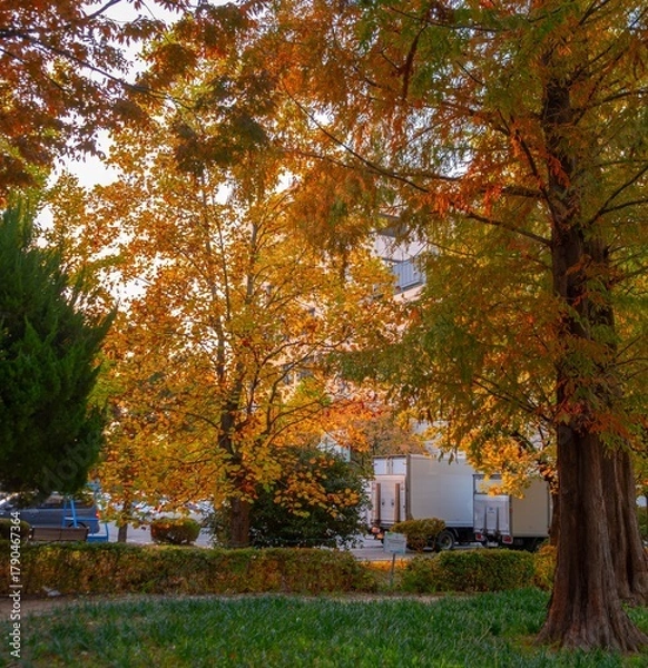 Obraz 가을 단풍 나무